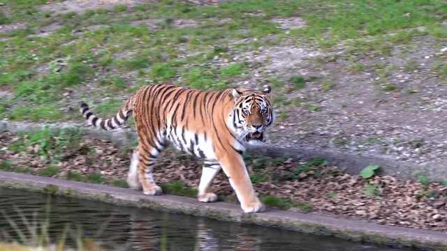 Tiger -  Panthera tigris