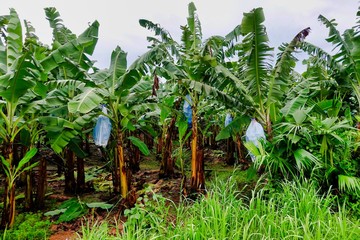 Banana trees in Costa Rica