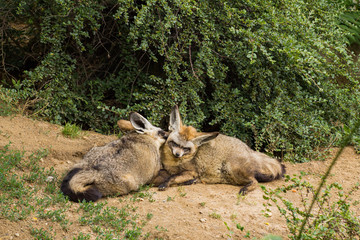 Close up portrait of african foxes in the zoo	