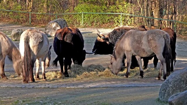 Auerochse - Bos primigenius taurus