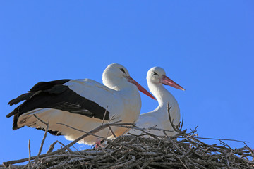 couple de cigognes au nid