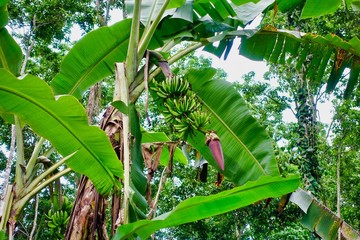 Bananas in Costa Rica