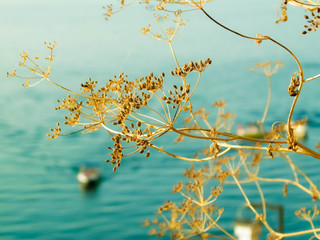 Close up of dried plant and beautiful water of Ochrid Lake, Macedonia.