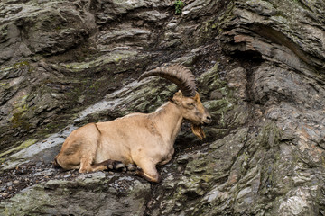 Wild mountain goat sitting on the cliff close up portrait	