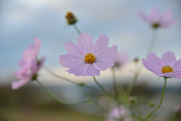 コスモス