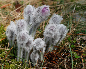 Pasqueflower