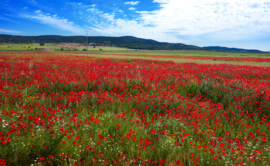 Spring meadow Camino Santiago Levante