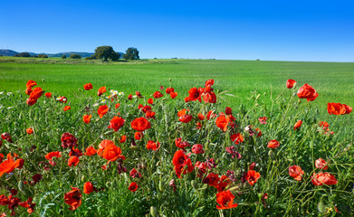 Spring meadow poppies Camino de Santiago
