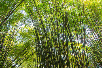 sunlight and bamboo leaves