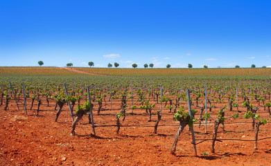 Fototapeta na wymiar Vineyard in Castile La Mancha of Spain