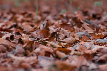 Dried brown leaves on forest floor in Autumn, shallow focus abstract