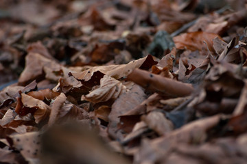 Dried brown leaves on forest floor in Autumn, shallow focus abstract