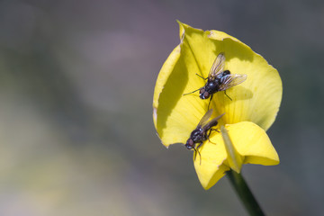 Bluebottle fly insects on yellow flower in the garden in summer