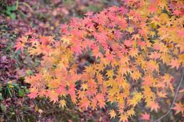 紅葉