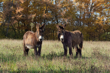 Âne du Poitou dans un pré