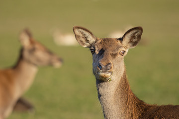 cerf