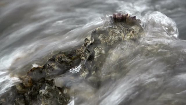 seepocken, balanidae, miesmuscheln, pazifische austern, 