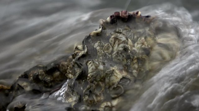 seepocken, balanidae, miesmuscheln, pazifische austern, 