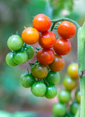Many tomatoes growing on the fence in a green house