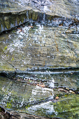 Fototapeta na wymiar Cross section of old tree stump with cracks and annual age rings