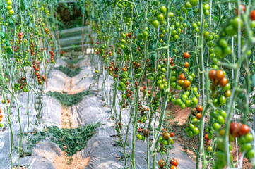 Ripe tomato in a greenhouse, ready for picking. They are Japanese tomato varieties grown in the cold country of Dalat Vietnam. This is a nutritious food, vitamins are good for human health