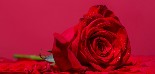 Red rose flower. Close up of red roses and water drops. Roses in flower shop. A red rose bloom. Rose petals. Natural bright roses background. Bright red rose for Valentine Day. A close up macro shot