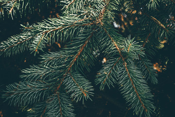 Green branches of fir or pine tree. Christmas background.