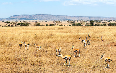 Impalas in the savannah of Tanzania