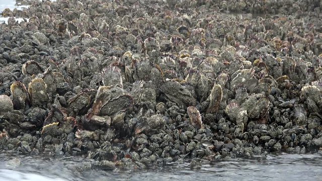 Muschelbank im Wattenmeer, Pazifische Austern