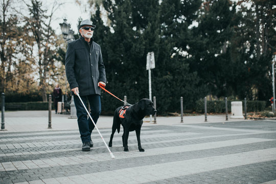 Dog helps blind dog 2025