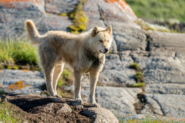 Greenland Dog, Ilimanaq