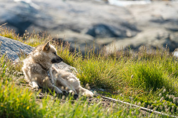 Greenland Dog, Ilimanaq