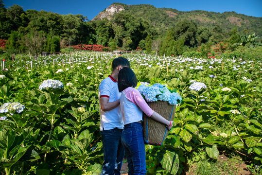 Romantic love hydrangea garden off royalprojectthailand khunphae Asia Thailand.