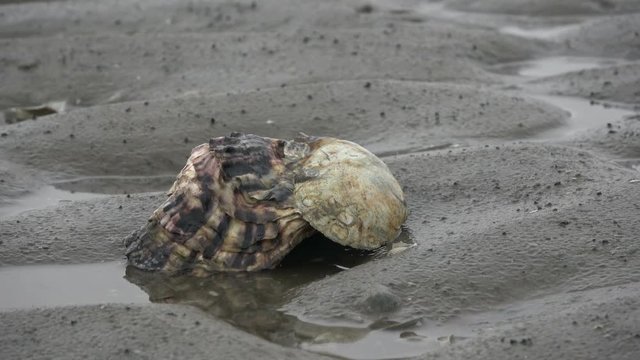 Pazifische Auster im Wattenmeer