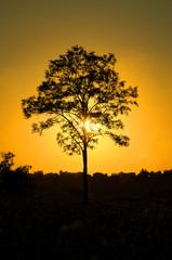 Fototapeta premium summer, evening, tree in the sunset.