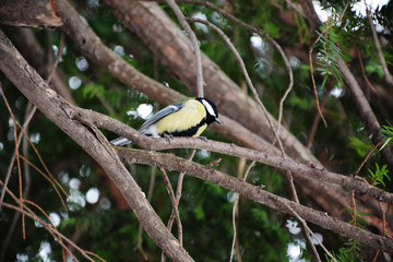 woodpecker on tree