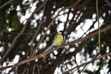 Naklejka premium bird on a branch