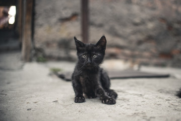Kot © Witold