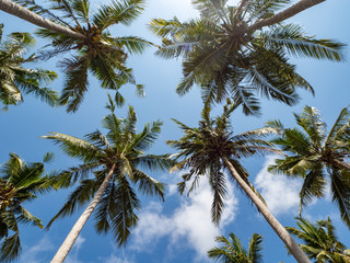 Obraz na płótnie Canvas Palm trees on white sand beach on Nusa Penida, Indonesia. October, 2018. Background landscape.