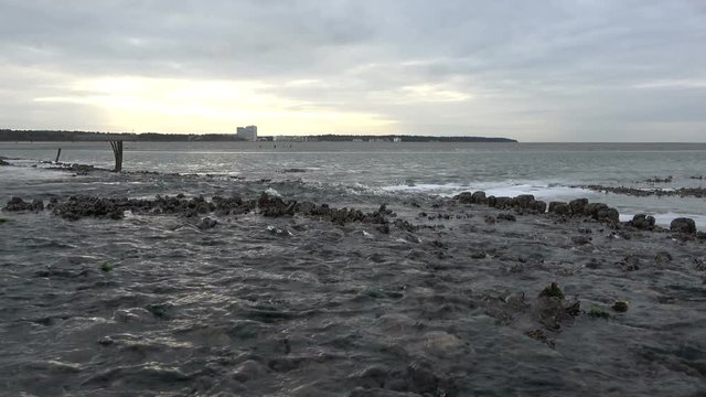 Miesmuschelbank, Austern, Wattenmeer