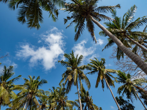 Palm trees on white sand beach on Nusa Penida, Indonesia. October, 2018. Background landscape.