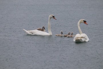 Obraz premium Wild Swans (photo Czech Republic, Europe)
