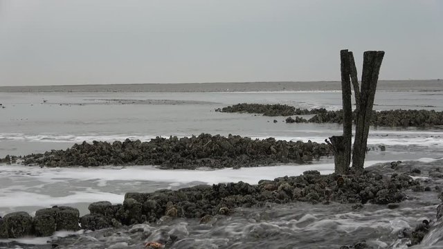 Miesmuschelbank, Austern, Wattenmeer
