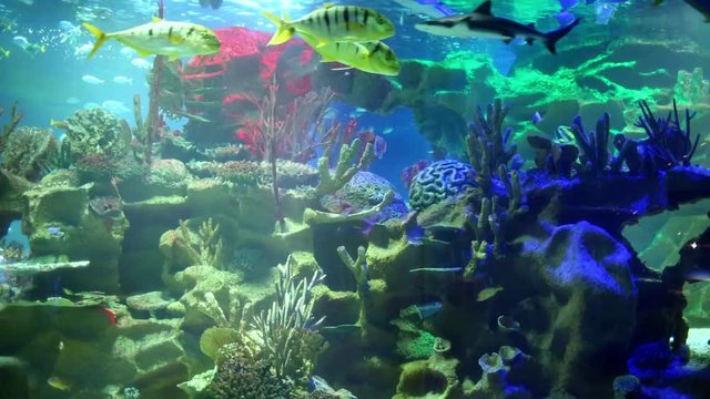 Colorful aquarium, beautiful parrot fish swimming in ocean corals.
