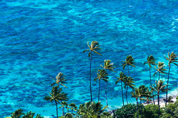 Fototapeta na wymiar Wunderschöne Palmen vor einem türkisblauen Meer mit Riff und Traumstrand auf der Insel Oahu auf Hawaii