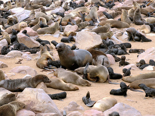 Soutf Africa. Sea lions sunning on the beach