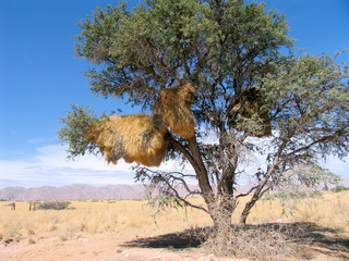 Namib. A tree with a hugh bird nest