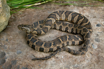 Northern Water Snake (Nerodia sipedon)