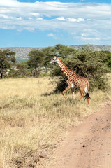 Giraffes in the savannah of Tanzania