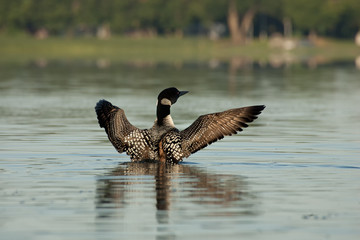 Common Loon wing flap taken in central MN